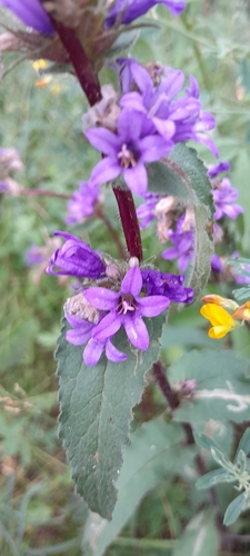 clustered bellflower