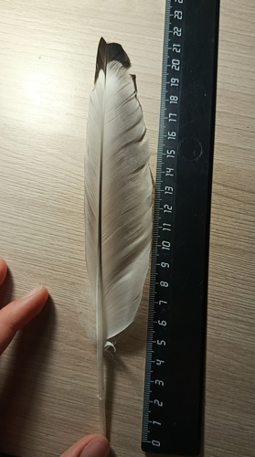 Plume de Goéland argenté