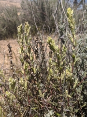 Castilleja plagiotoma