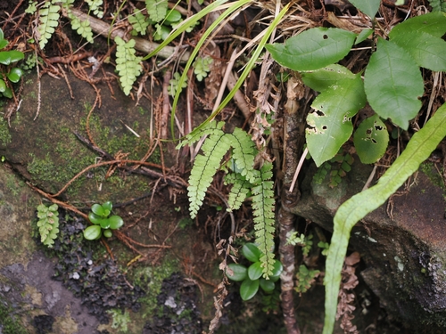 Adiantum diaphanum, photograph 5