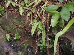 Adiantum diaphanum, photograph (c) Angus Campbell, some rights reserved (CC BY)