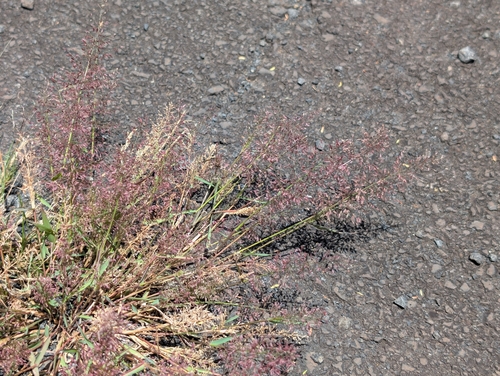 Eragrostis tenella, photograph 6