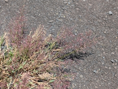 Eragrostis tenella, photograph author not stated, no rights reserved
