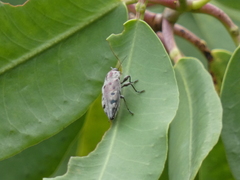 Euplectalecia sordidenotata