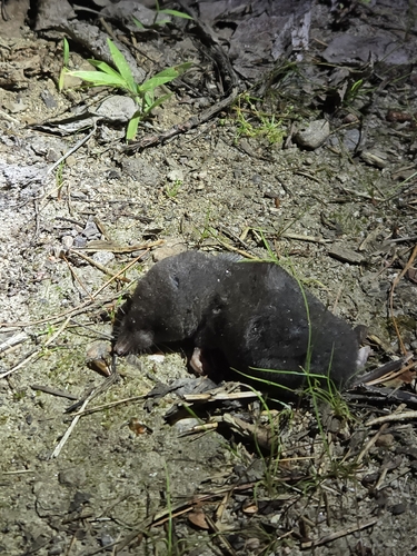 Northern Short-tailed Shrew observed by smays