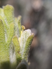 Castilleja plagiotoma