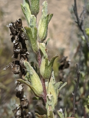 Castilleja plagiotoma