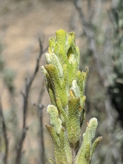 Castilleja plagiotoma