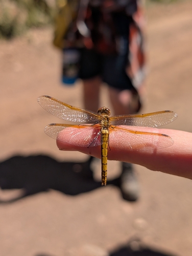 iNaturalist observation photo of Saffron-winged Meadowhawk