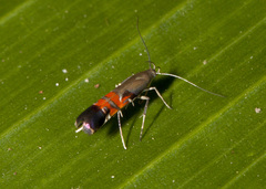 Charistica walkeri