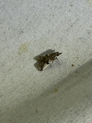 Cranberry Fruitworm Moth and Allies photo 5