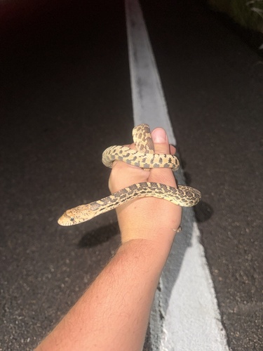 Bullsnake observed by jayplot