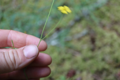 Anisocarpus madioides, photograph 5