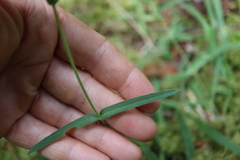 Anisocarpus madioides, photograph (c) Henry "Nick" Robertson, some rights reserved (CC BY-SA)