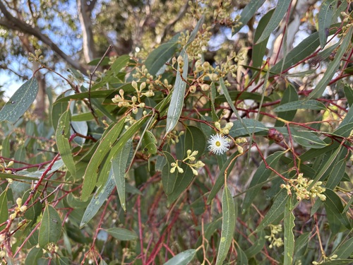 Pink Gum