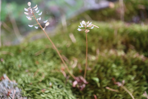 Teesdalia nudicaulis, photograph 6