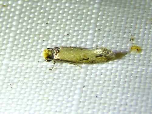 Curved-lined Homostinea Moth photo 3
