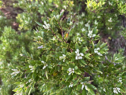 coastal beard-heath
