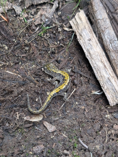 iNaturalist observation photo of Long-toed Salamander