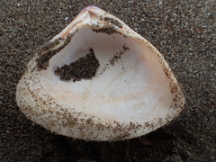 Crassula aequilatera