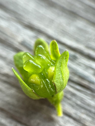 Stenogyne microphylla observed 2026-07-17
