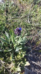 Anchusa leptophylla