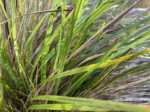 Coast Flax-Lily