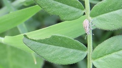 Sitona lineatus