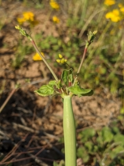 Eriogonum clavatum