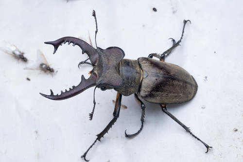 Lucanus dybowski dybowski