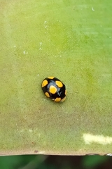 Brachiacantha bistripustulata