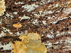 Chromosera