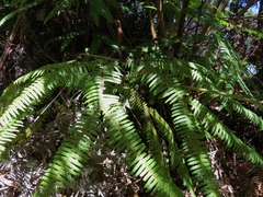 Sticherus owhyhensis