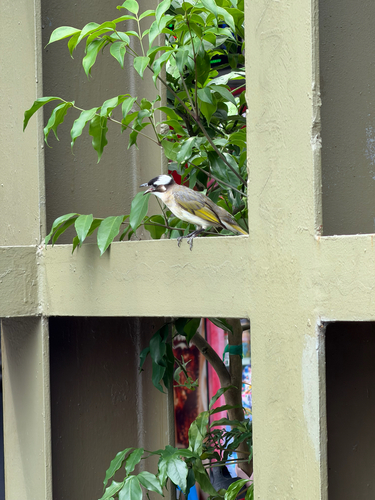 Light-vented Bulbul