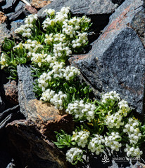 Galium pyrenaicum