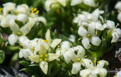 Galium pyrenaicum