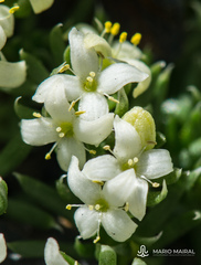 Galium pyrenaicum