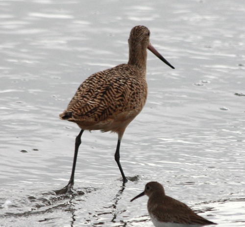 Limosa fedoa