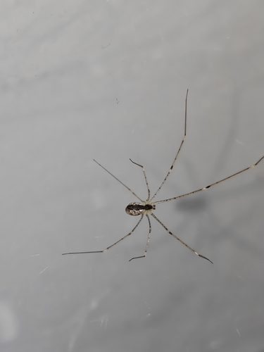 Crossopriza maculipes