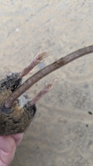 Peromyscus californicus