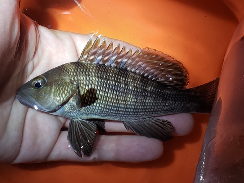 Black sea bass (Centropristis striata) — Serranidae — 2