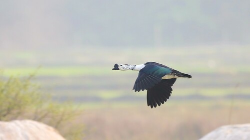 iNaturalist image