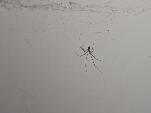 Manuel's Cellar Spider
