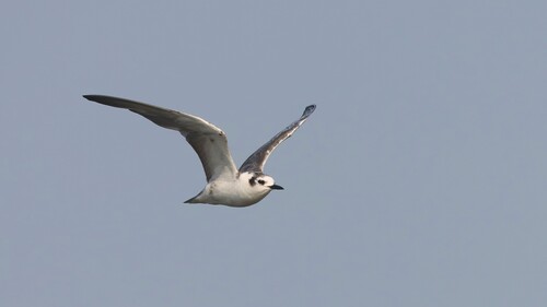 iNaturalist image