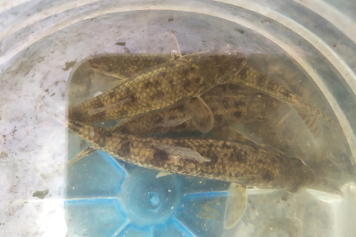 Siberian Gudgeon