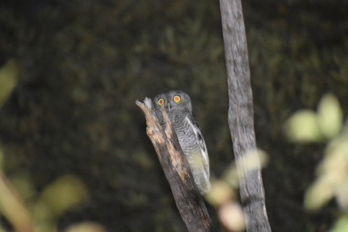 Western Screech-Owl observed by diegoyb