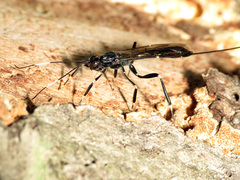 Xoridinae