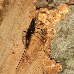 Xoridinae