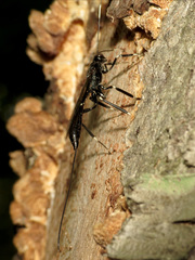 Xoridinae