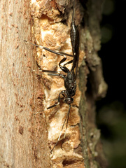 Xoridinae